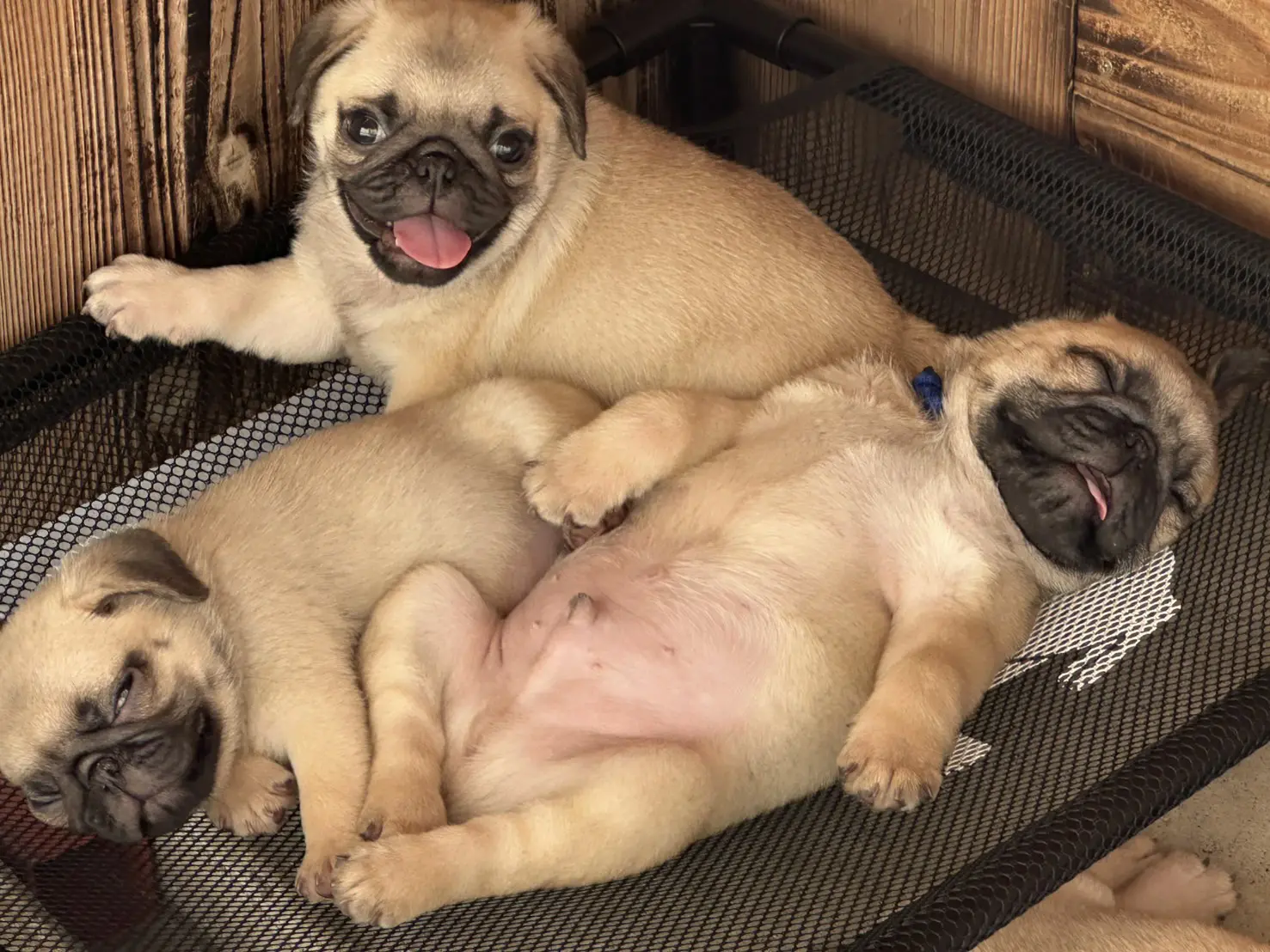 本間ブリーダーが育てる子犬