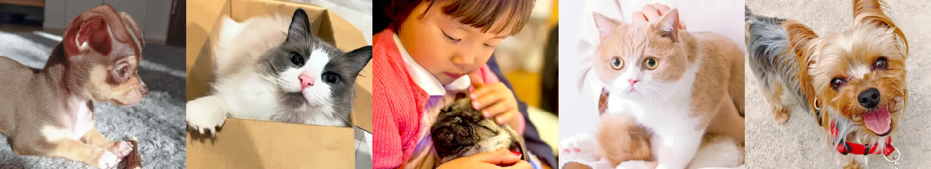 ご利用者さまの声