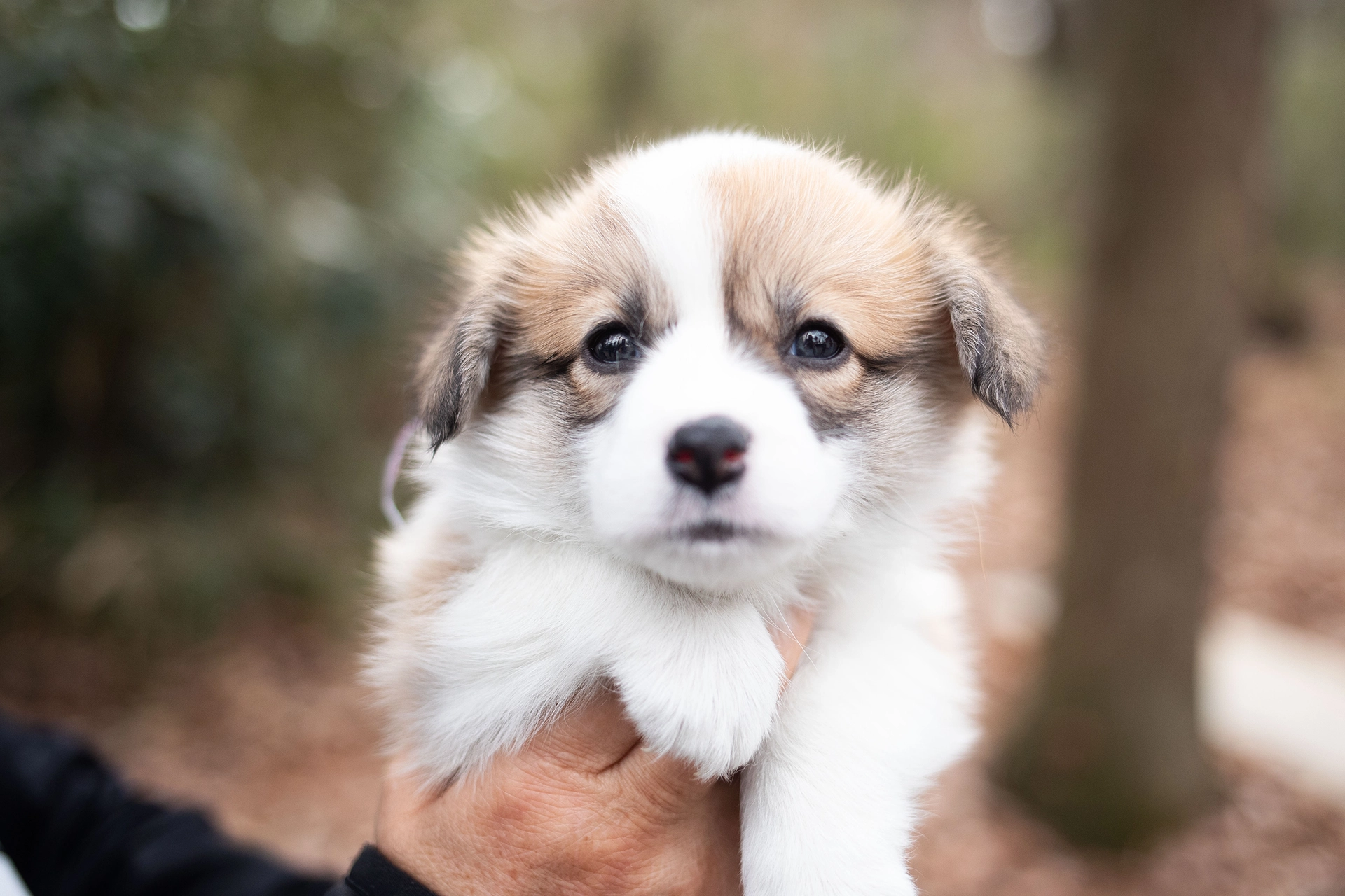 「AMI PHOTO」フォトグラファー撮影のワンちゃん